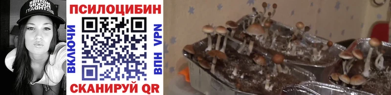 Галлюциногенные грибы GOLDEN TEACHER  Дмитриев 